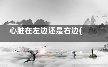 心脏在左边还是右边(心脏在左边还是右边图片)