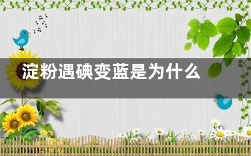 淀粉遇碘变蓝是为什么(淀粉遇碘变蓝的碘是什么)