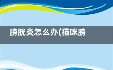 膀胱炎怎么办(猫咪膀胱炎怎么办)