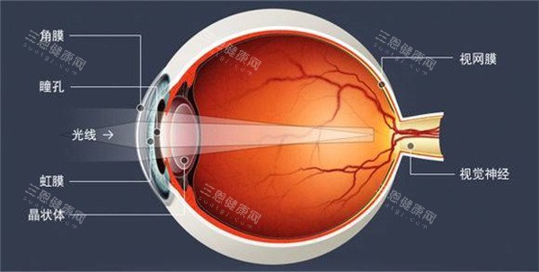眼球结构照片