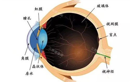 眼球结构图示
