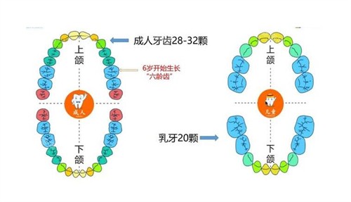 成人和儿童牙齿有哪些不同