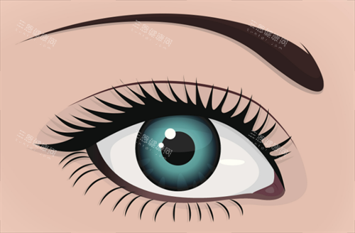 双眼皮形态