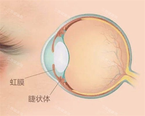 虹膜位置示意图