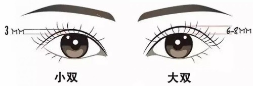 双眼皮宽度示意图