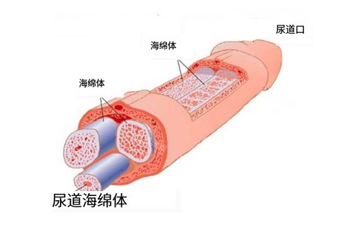 男性海绵体位置图