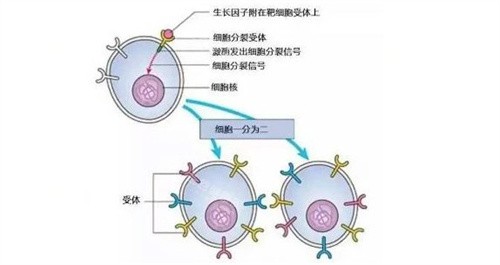 生长因子分子结构示意图