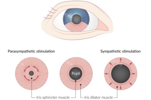 散瞳示意图