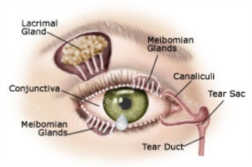 干眼症原理 干眼症原理