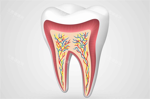 牙釉质牙齿结构图
