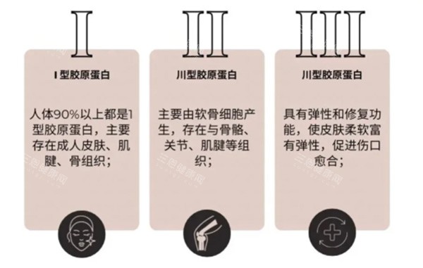 胶原蛋白一型和三型差异