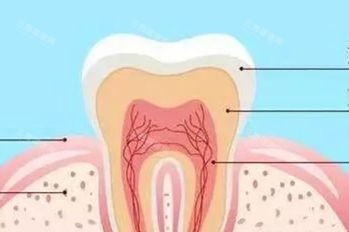牙齿结构示意图 牙齿结构示意图
