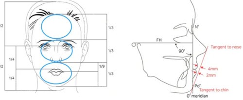 人中比例分析图 人中比例分析图