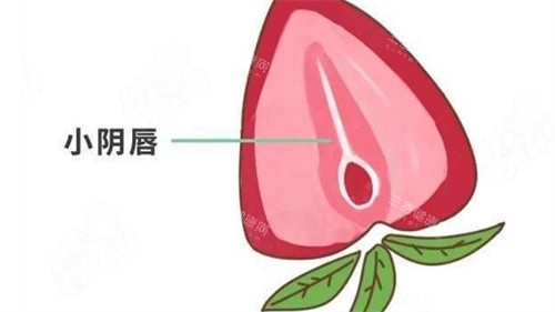 馒头型VS蝴蝶型阴唇大对比！形态/触感/健康全分析，健康才是美的标准！