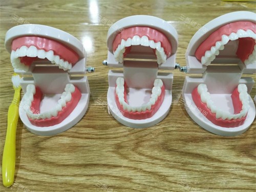 三个牙齿模型示意图 三个牙齿模型示意图