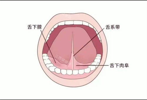 舌系带的口腔构图 舌系带的口腔构图